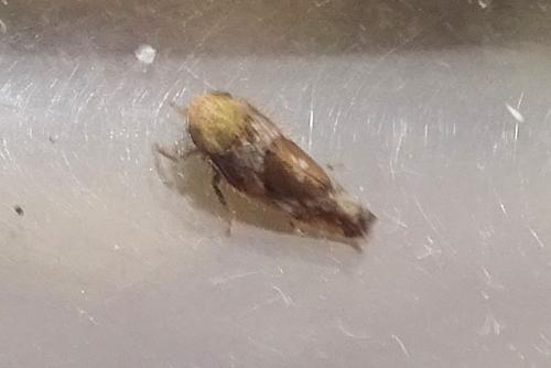 Réf. 318 538 : Hishimonus hamatus